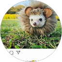 Nikki profile picture